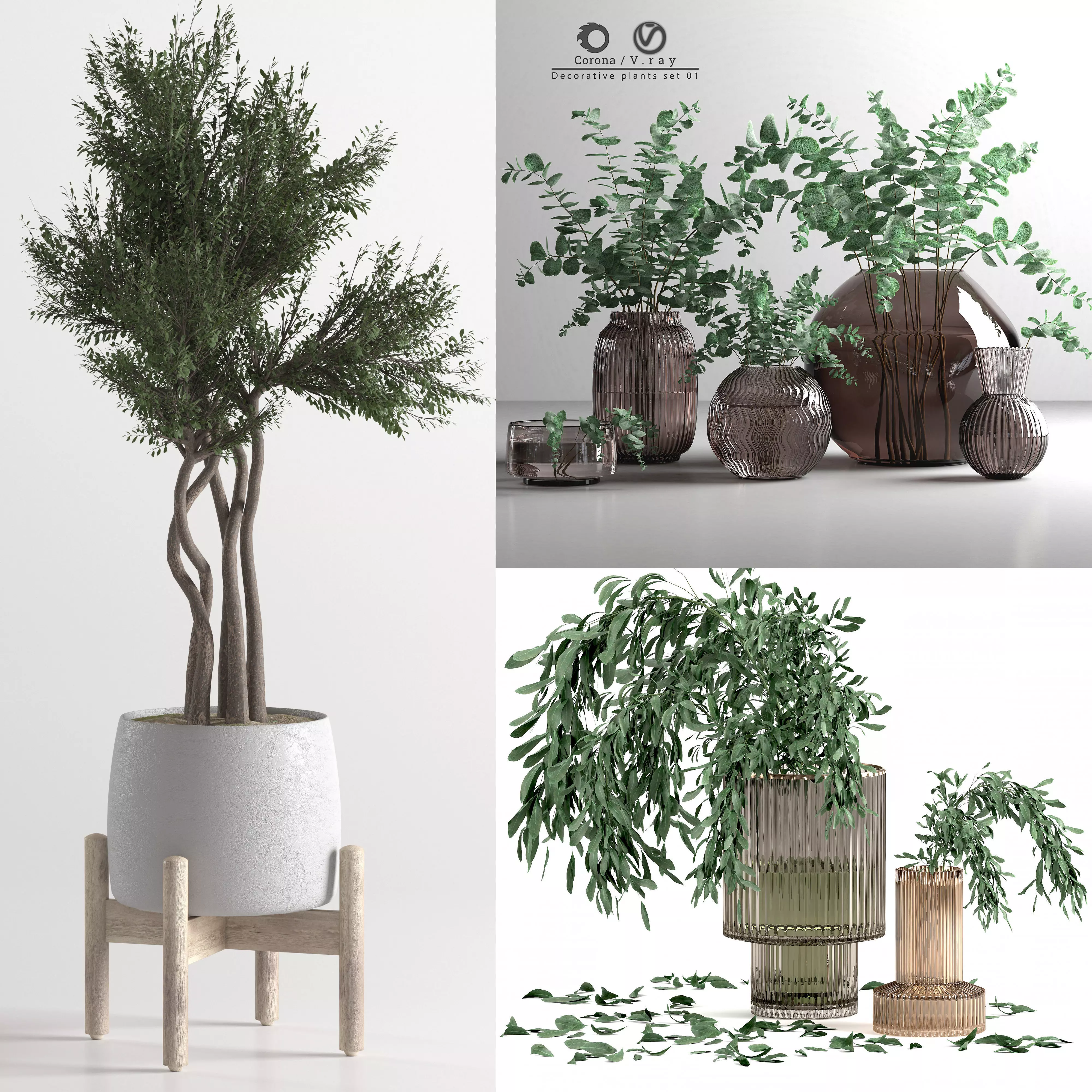 plants collection 1 _0