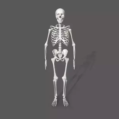 Surgical Skeleton 3D model