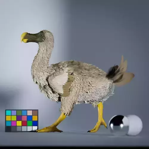 Dodo Animated 3D model