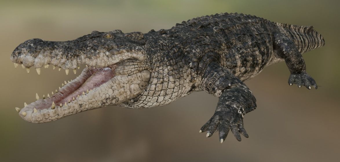 Saltwater Crocodile Animated  Low-poly 3D model_27