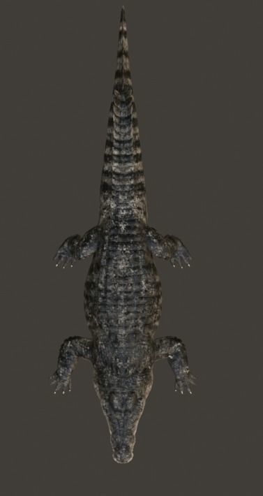 Saltwater Crocodile Animated  Low-poly 3D model_29