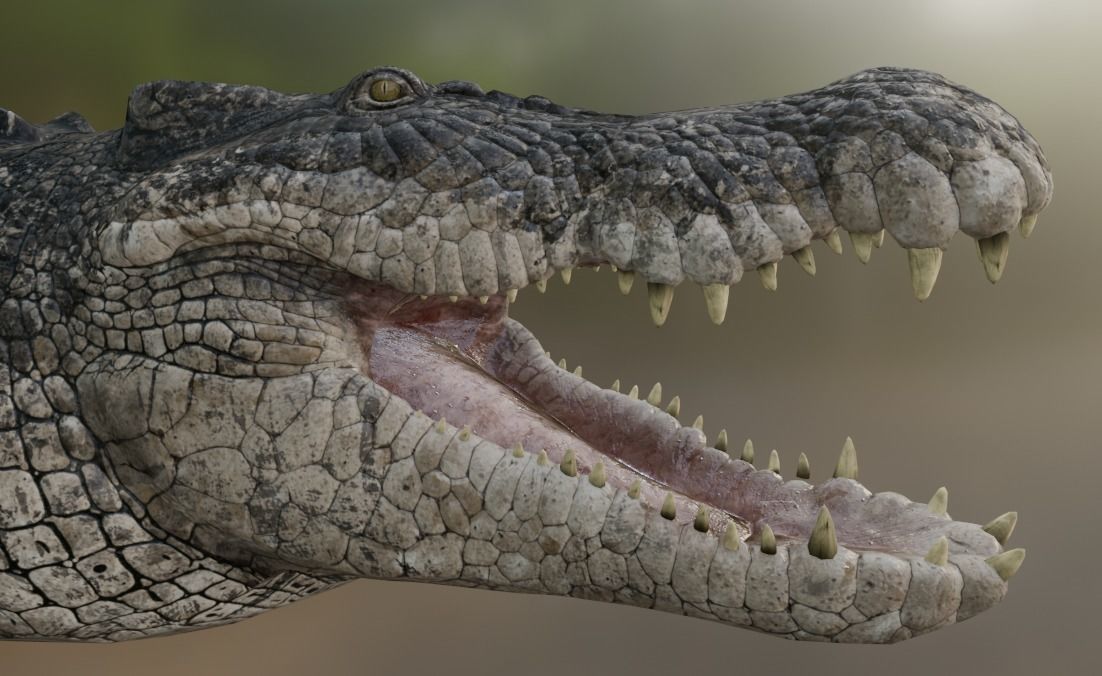 Saltwater Crocodile Animated  Low-poly 3D model_30