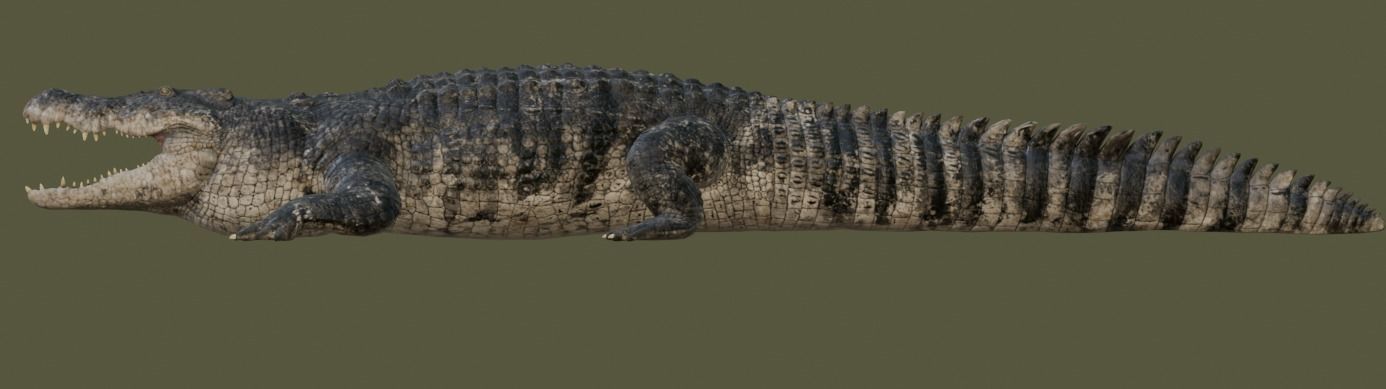 Saltwater Crocodile Animated  Low-poly 3D model_28
