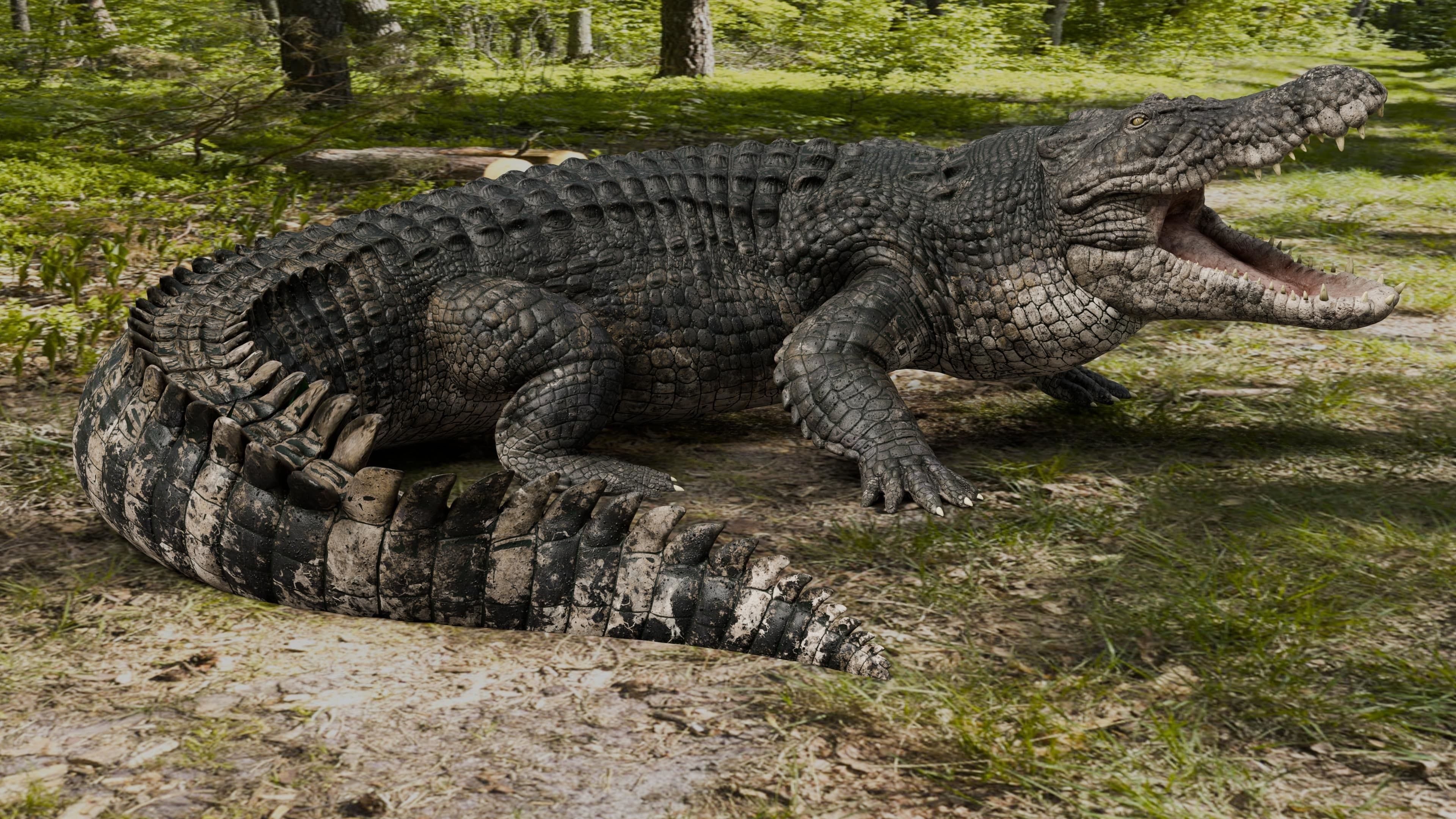 Saltwater Crocodile Animated  Low-poly 3D model_0