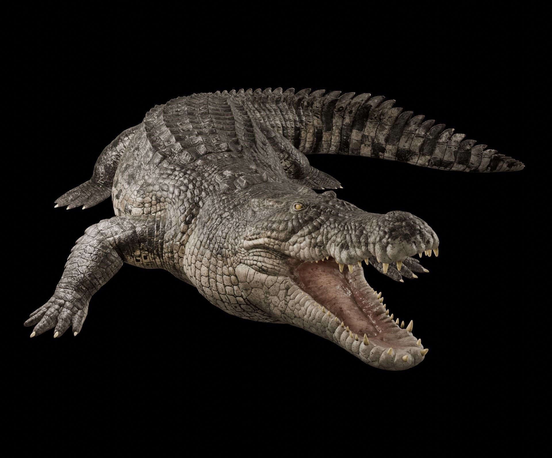 Saltwater Crocodile Animated  Low-poly 3D model_3
