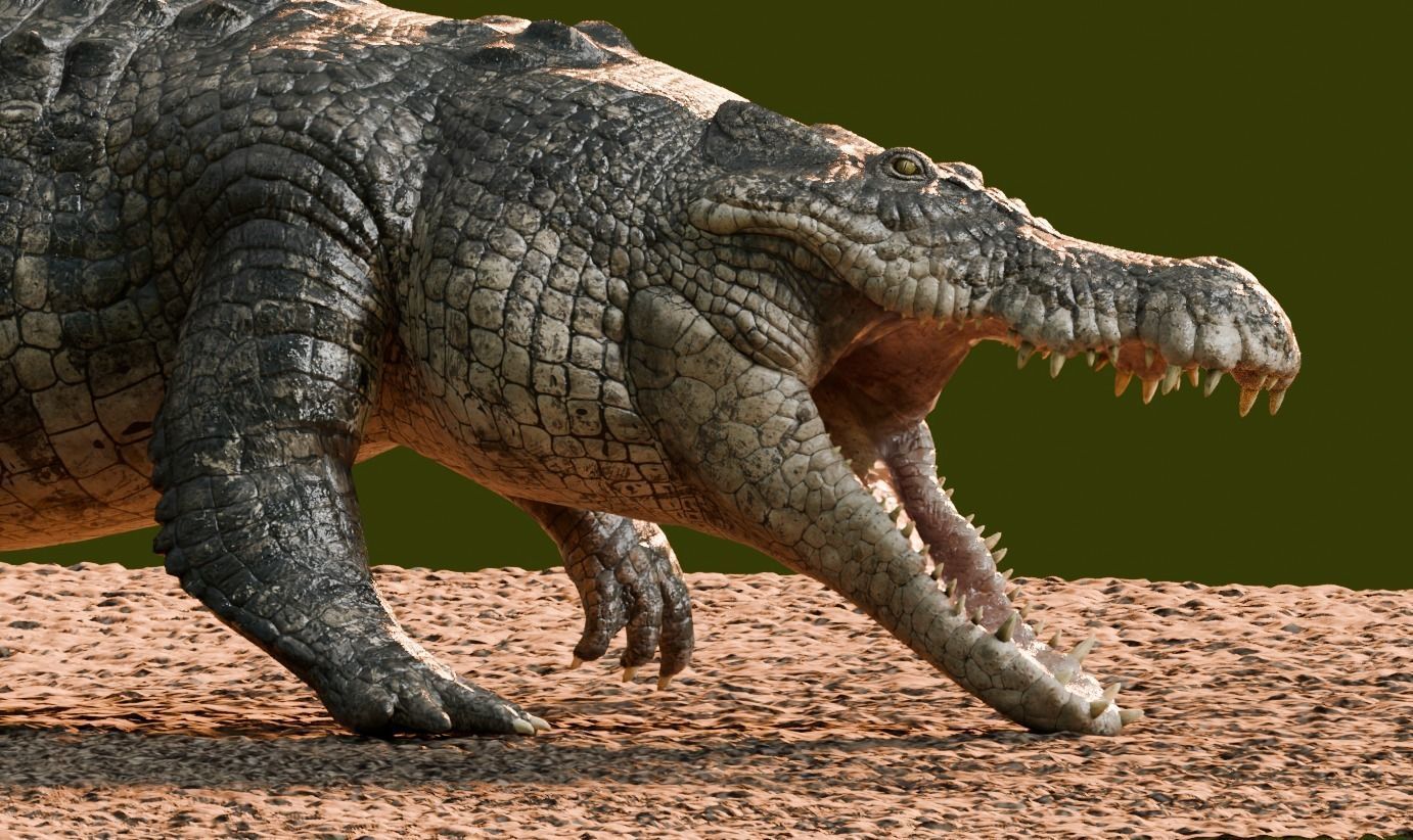 Saltwater Crocodile Animated  Low-poly 3D model_6