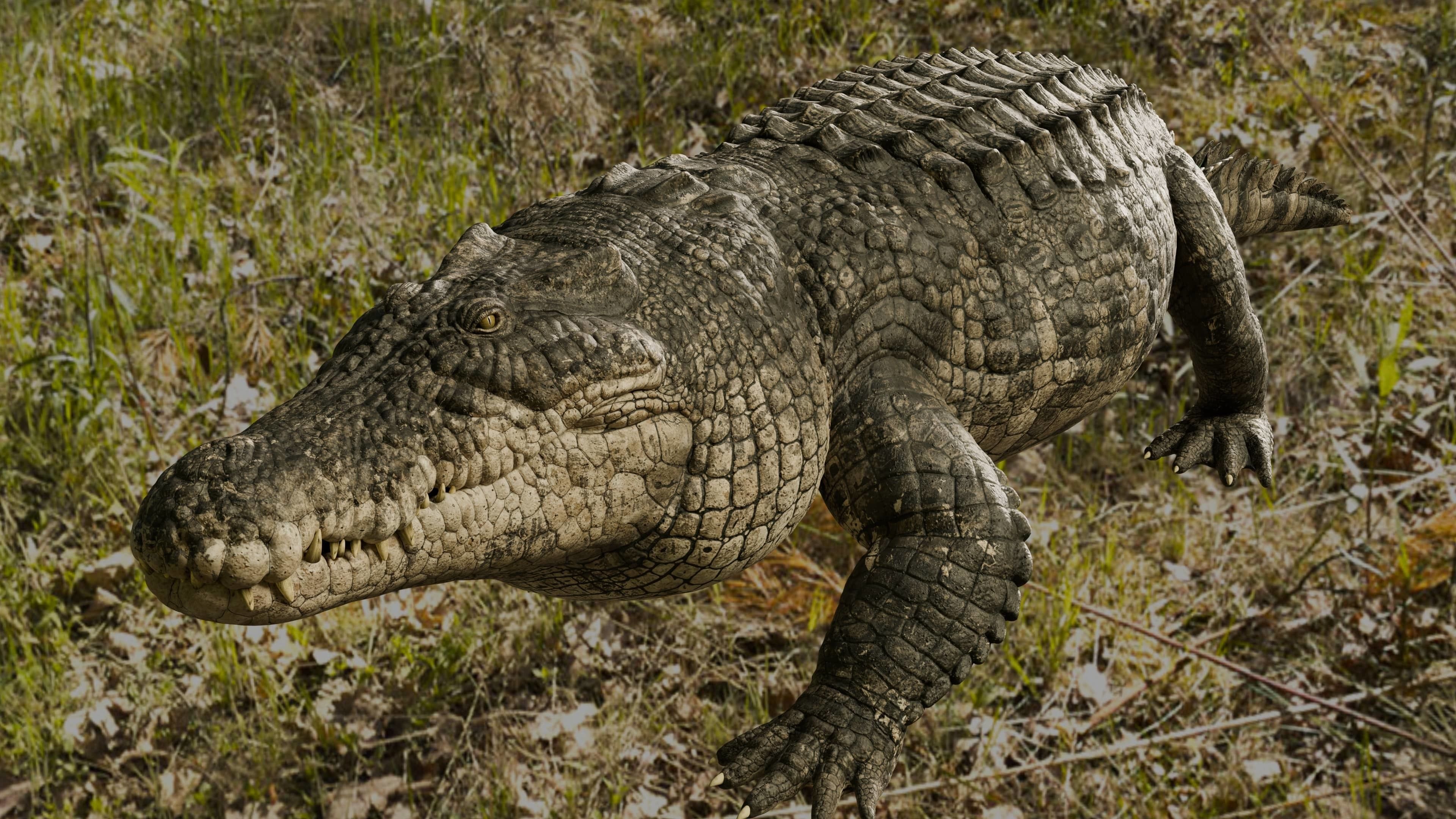 Saltwater Crocodile Animated  Low-poly 3D model_8