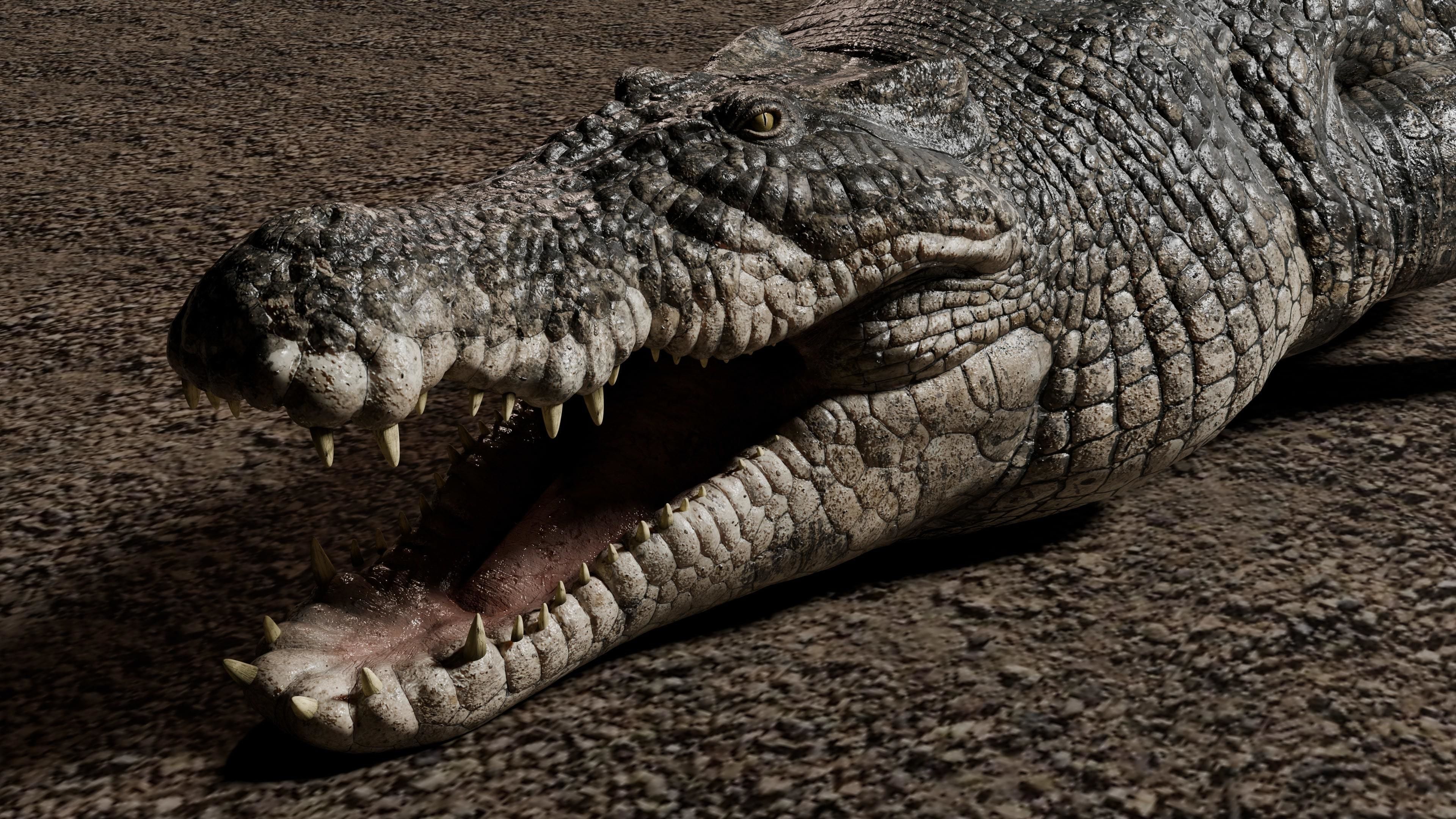 Saltwater Crocodile Animated  Low-poly 3D model_5
