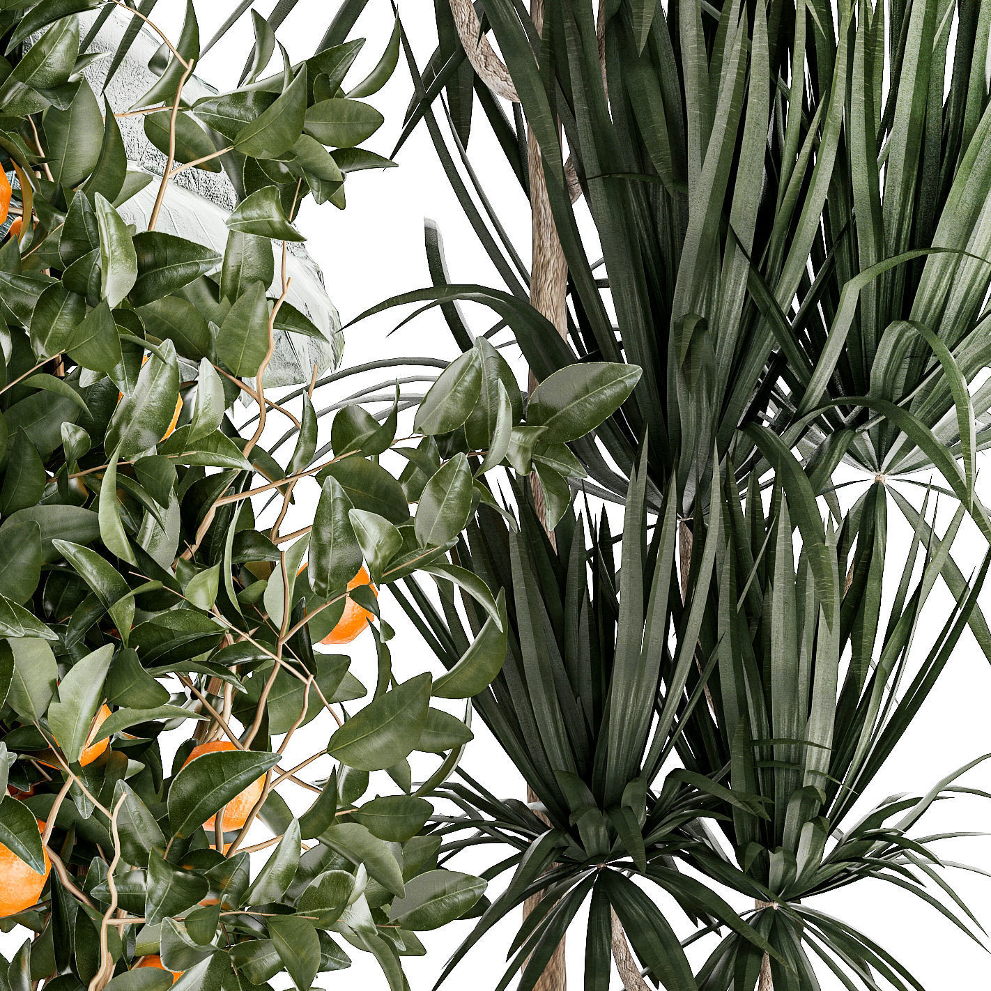 Beautiful plants Alocasia and Dracaena bush in a pot 1302 3D model_11