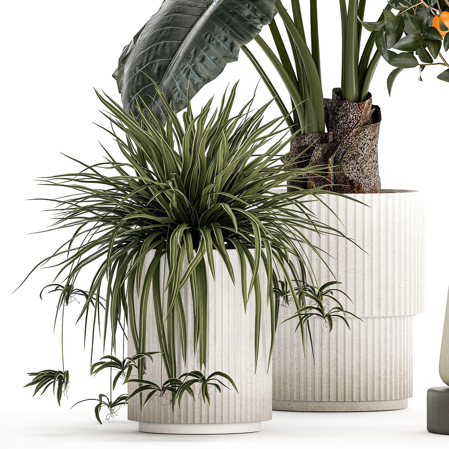 Beautiful plants Alocasia and Dracaena bush in a pot 1302 3D model_9