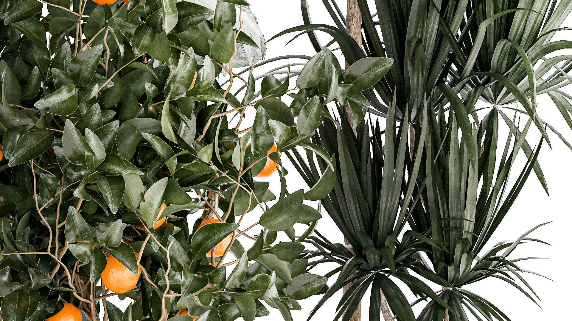 Beautiful plants Alocasia and Dracaena bush in a pot 1302 3D model_5