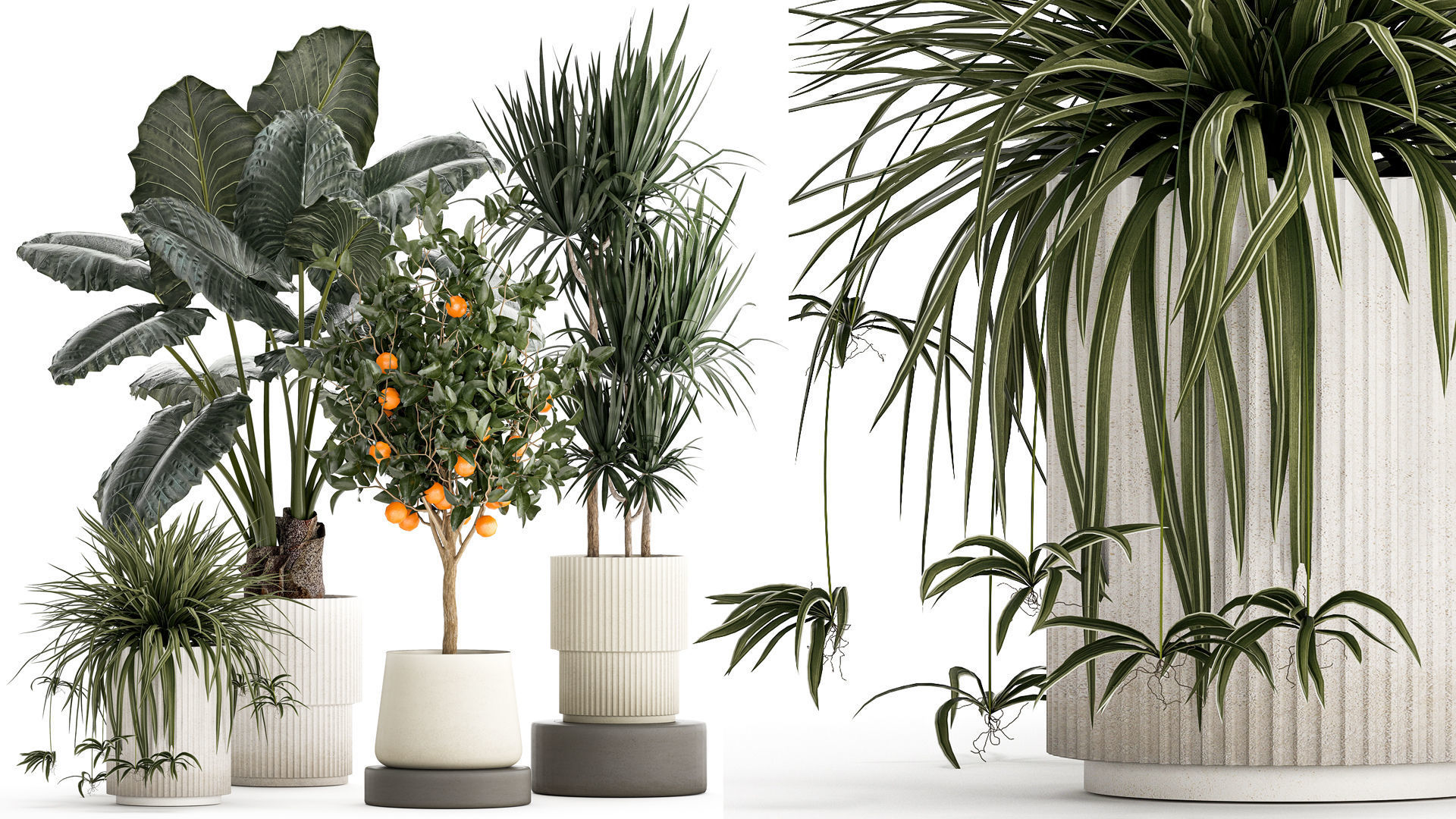 Beautiful plants Alocasia and Dracaena bush in a pot 1302 3D model_1