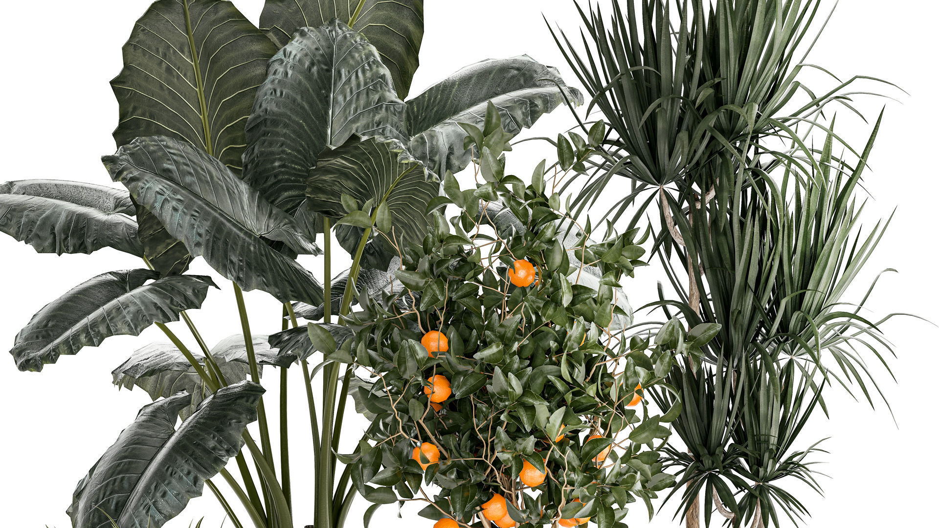 Beautiful plants Alocasia and Dracaena bush in a pot 1302 3D model_3