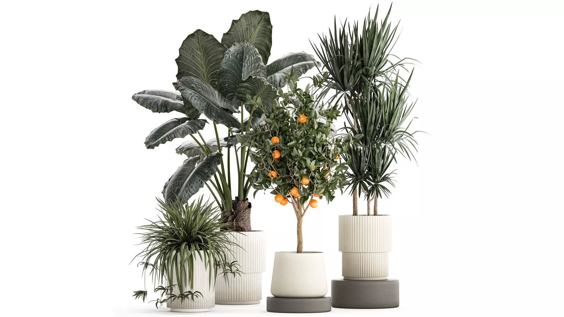 Beautiful plants Alocasia and Dracaena bush in a pot 1302 3D model_0