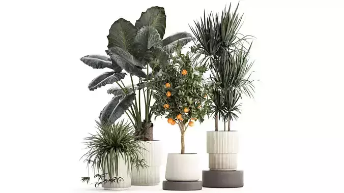 Beautiful plants Alocasia and Dracaena bush in a pot 1302 3D model