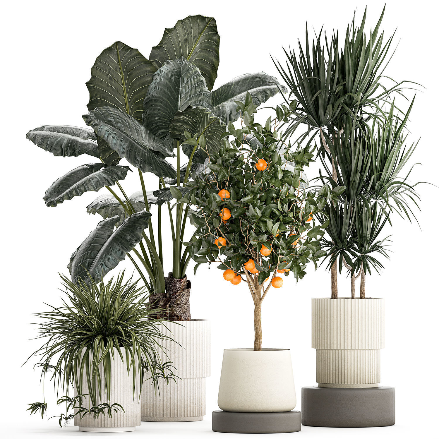 Beautiful plants Alocasia and Dracaena bush in a pot 1302 3D model_7
