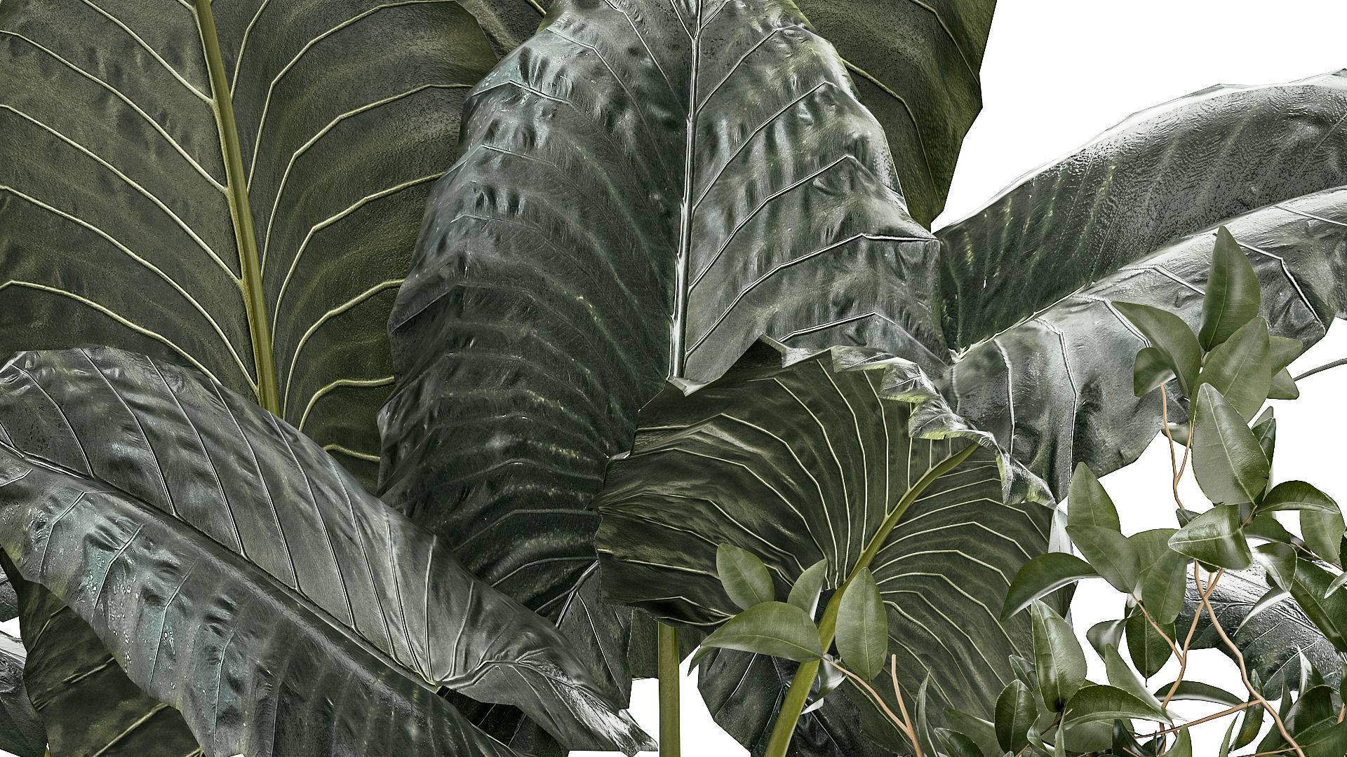 Beautiful plants Alocasia and Dracaena bush in a pot 1302 3D model_6