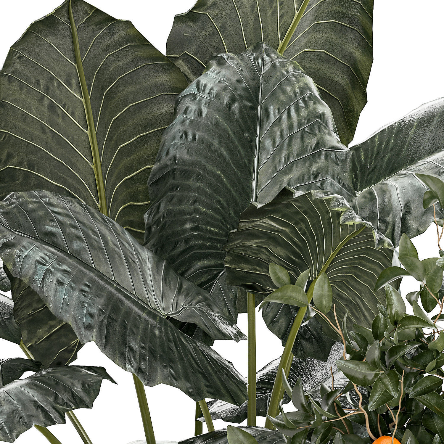 Beautiful plants Alocasia and Dracaena bush in a pot 1302 3D model_10