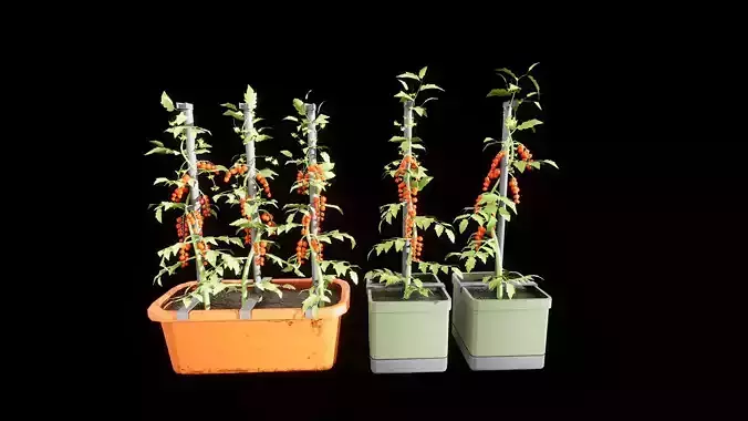 Cherry Tomato with pots Pbr 