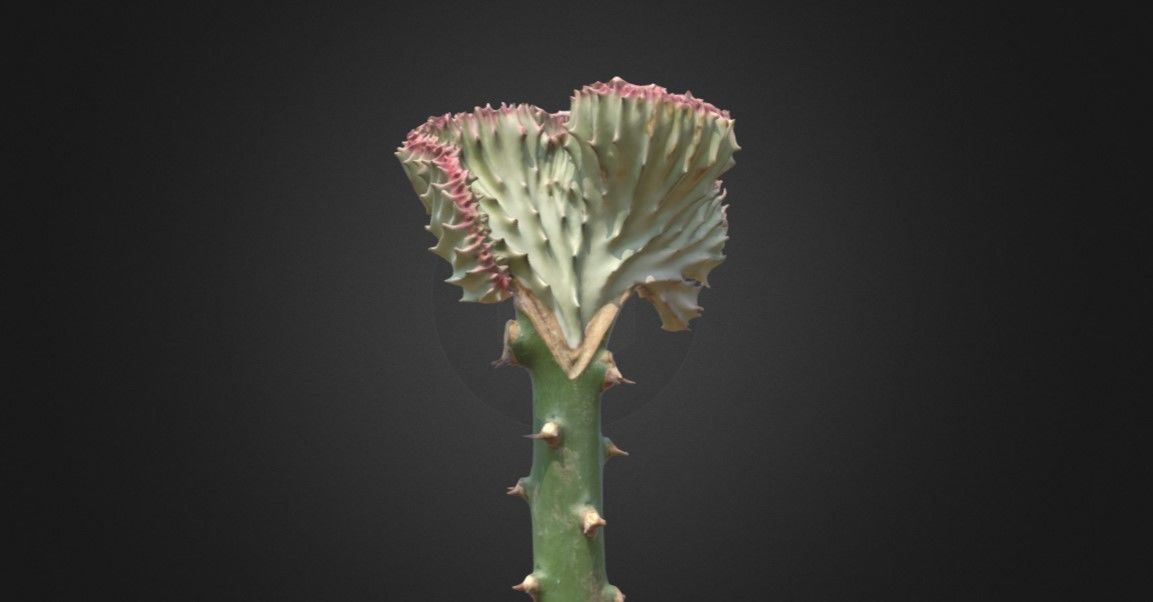 Coral Cactus Plant Scan 3D model | CGTrader