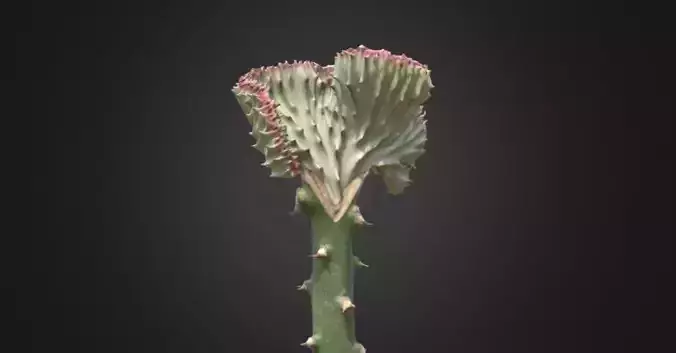 Coral Cactus Plant Scan