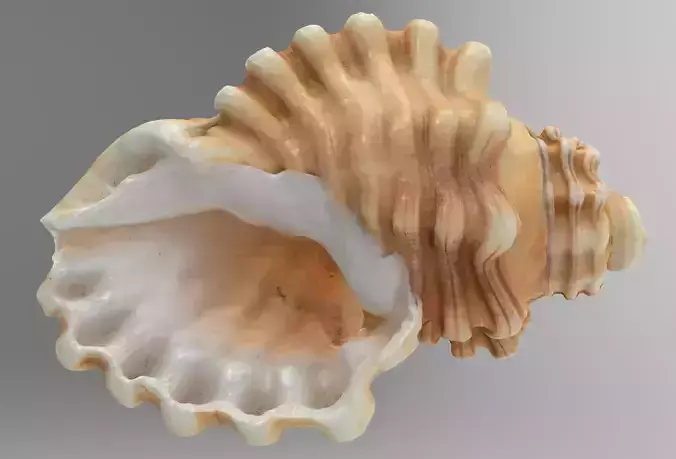 Sea Shell Low-poly 3D model