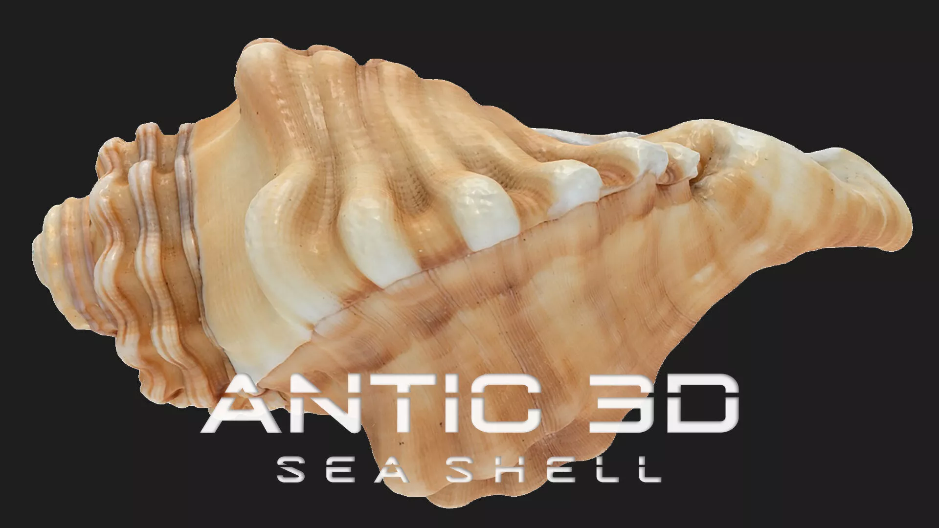 Sea Shell Low-poly 3D model