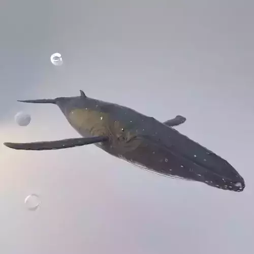 Whale Rigged