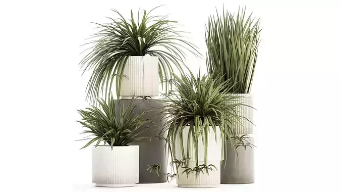 Set of beautiful plants Chlorophytum bush in a pot 1302