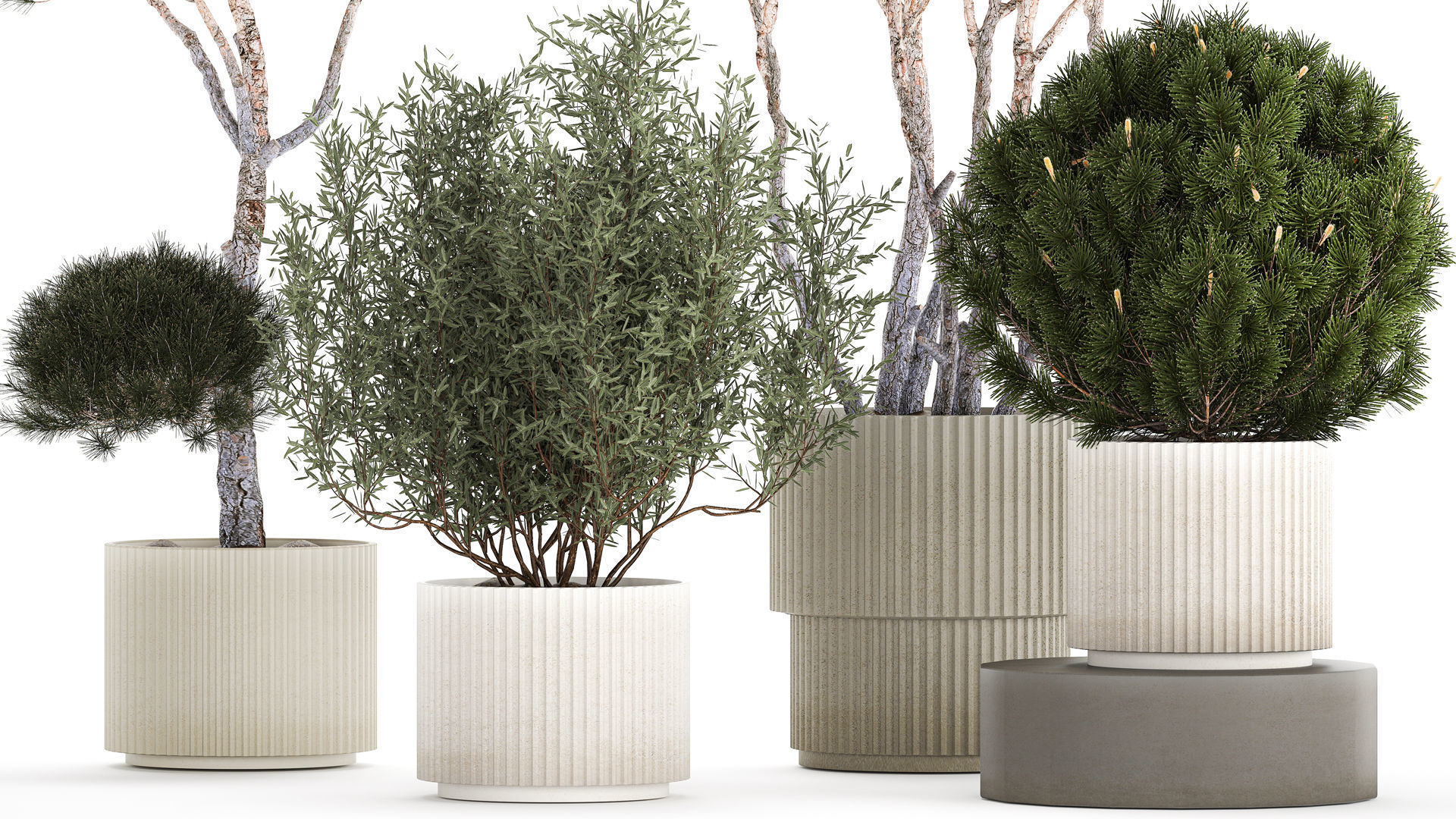 Beautiful pine and spruce topiary trees in a pot 1304 3D model_3