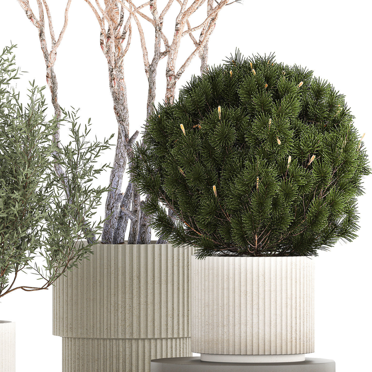 Beautiful pine and spruce topiary trees in a pot 1304 3D model_9