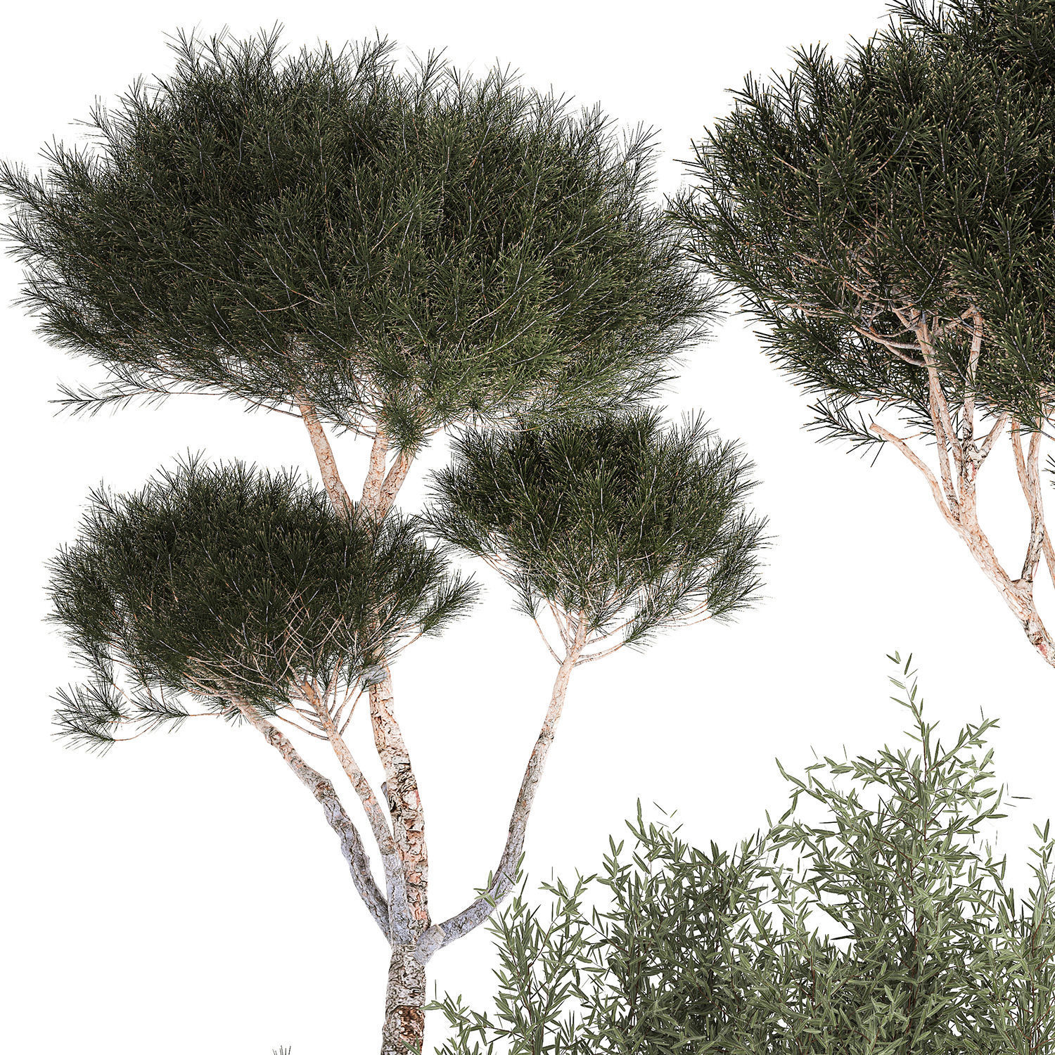 Beautiful pine and spruce topiary trees in a pot 1304 3D model_10