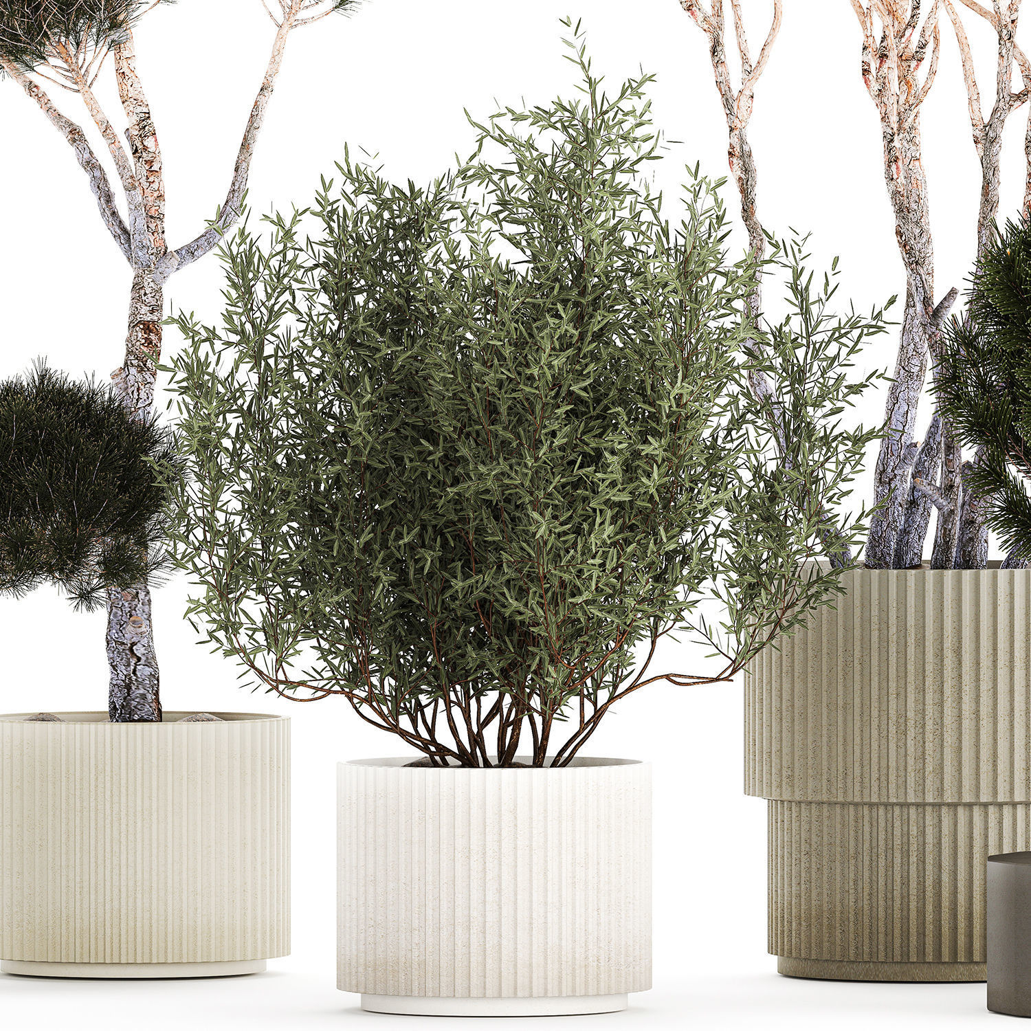 Beautiful pine and spruce topiary trees in a pot 1304 3D model_12