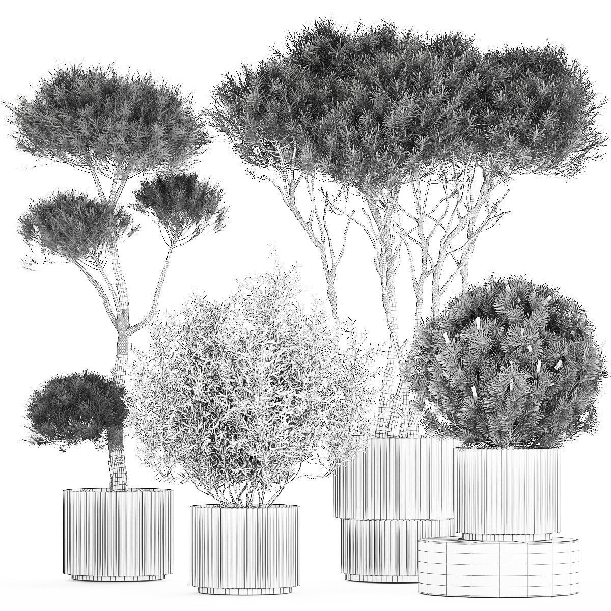 Beautiful pine and spruce topiary trees in a pot 1304 3D model_13