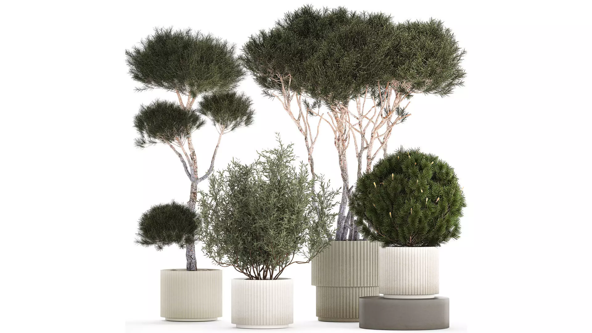 Beautiful pine and spruce topiary trees in a pot 1304 3D model_0