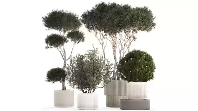Beautiful pine and spruce topiary trees in a pot 1304 3D model
