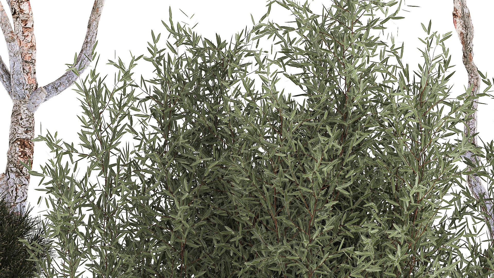 Beautiful pine and spruce topiary trees in a pot 1304 3D model_6