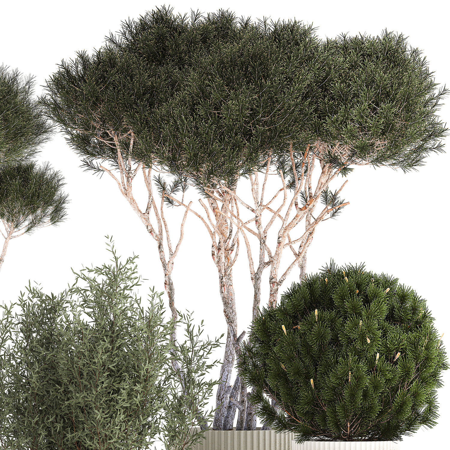 Beautiful pine and spruce topiary trees in a pot 1304 3D model_11