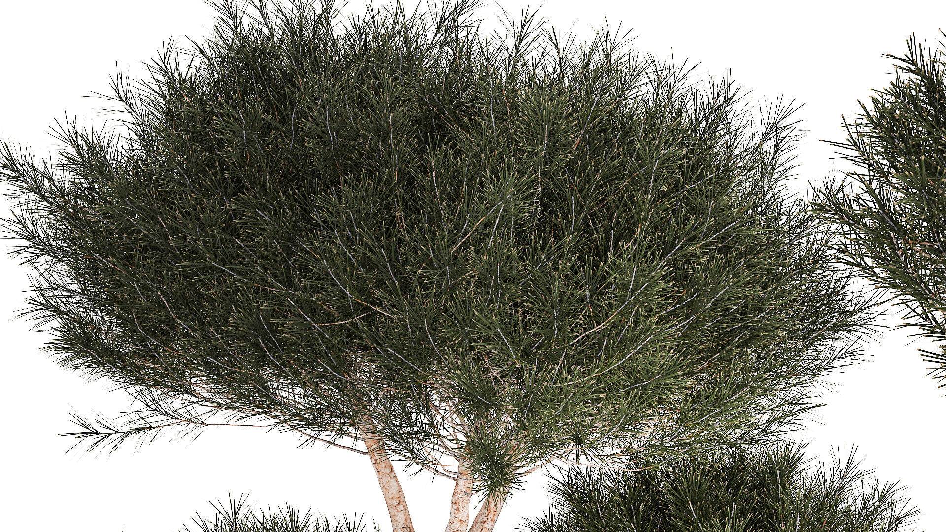 Beautiful pine and spruce topiary trees in a pot 1304 3D model_7