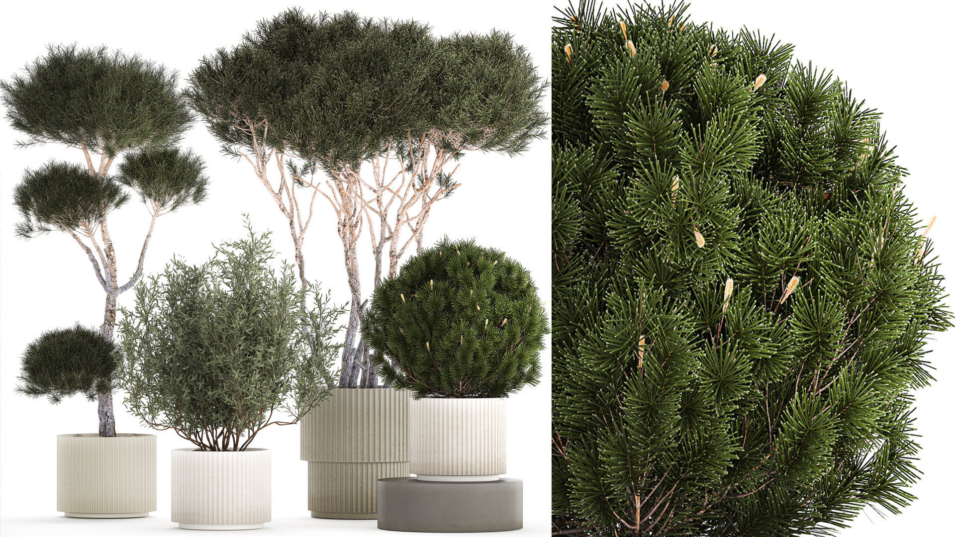 Beautiful pine and spruce topiary trees in a pot 1304 3D model_1