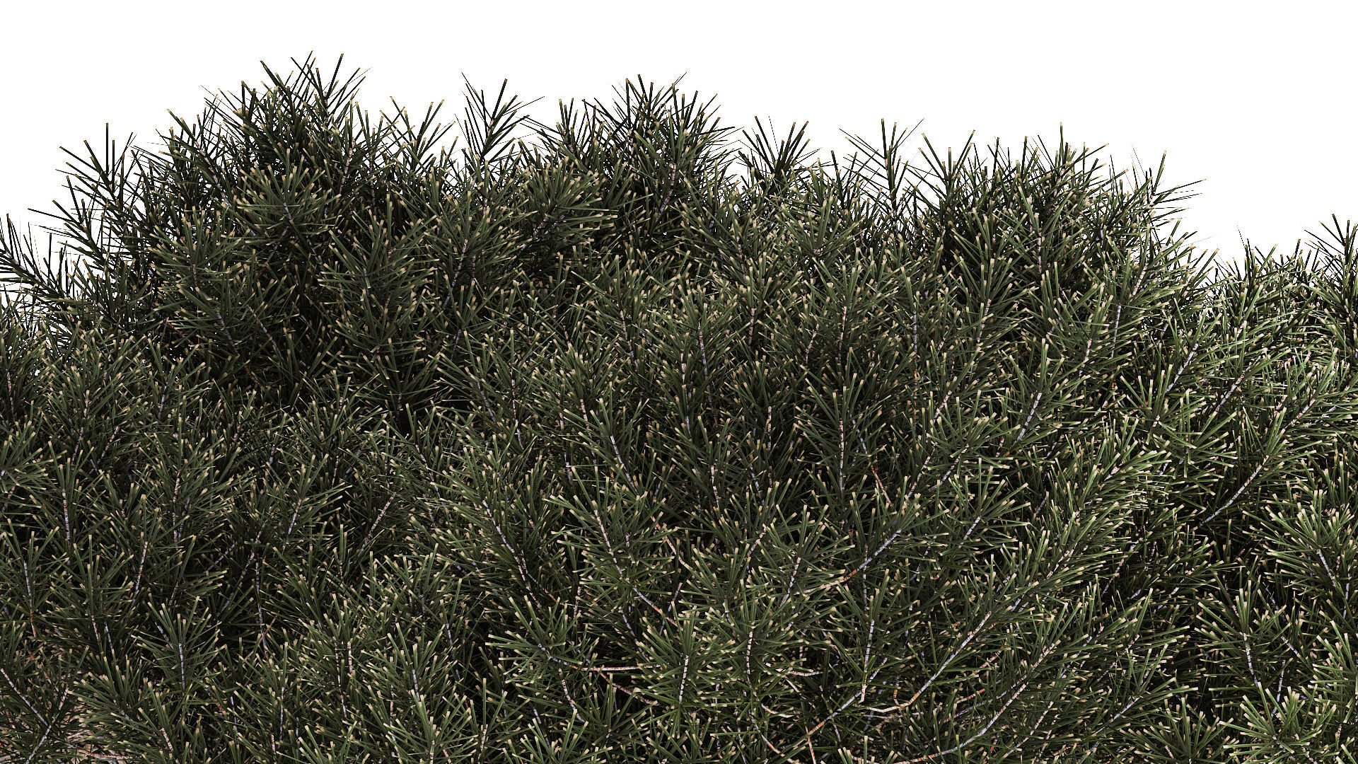 Beautiful pine and spruce topiary trees in a pot 1304 3D model_5