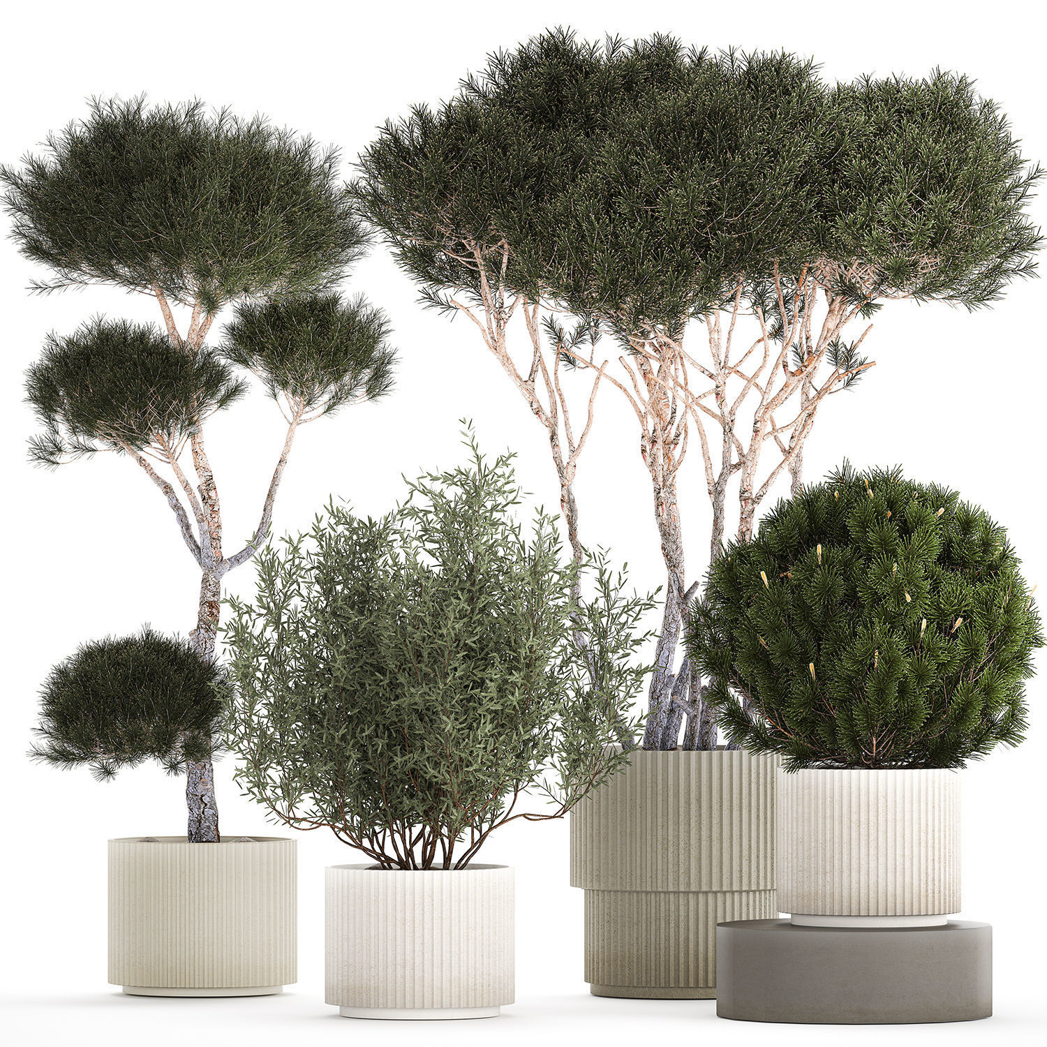 Beautiful pine and spruce topiary trees in a pot 1304 3D model_8