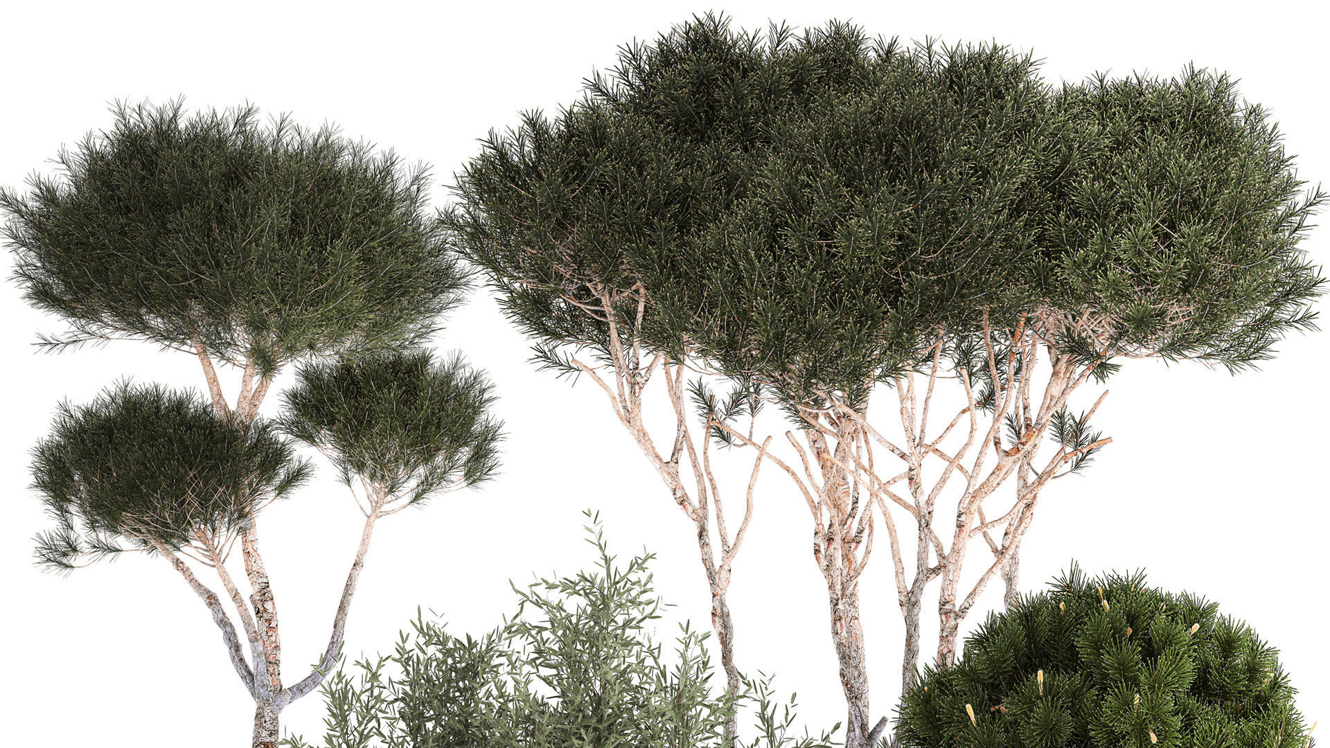 Beautiful pine and spruce topiary trees in a pot 1304 3D model_2