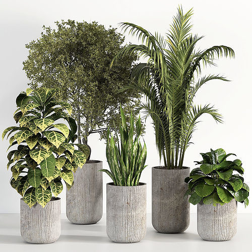 indoor-plant-02-3d-model-7a6c3faefe.jpg
