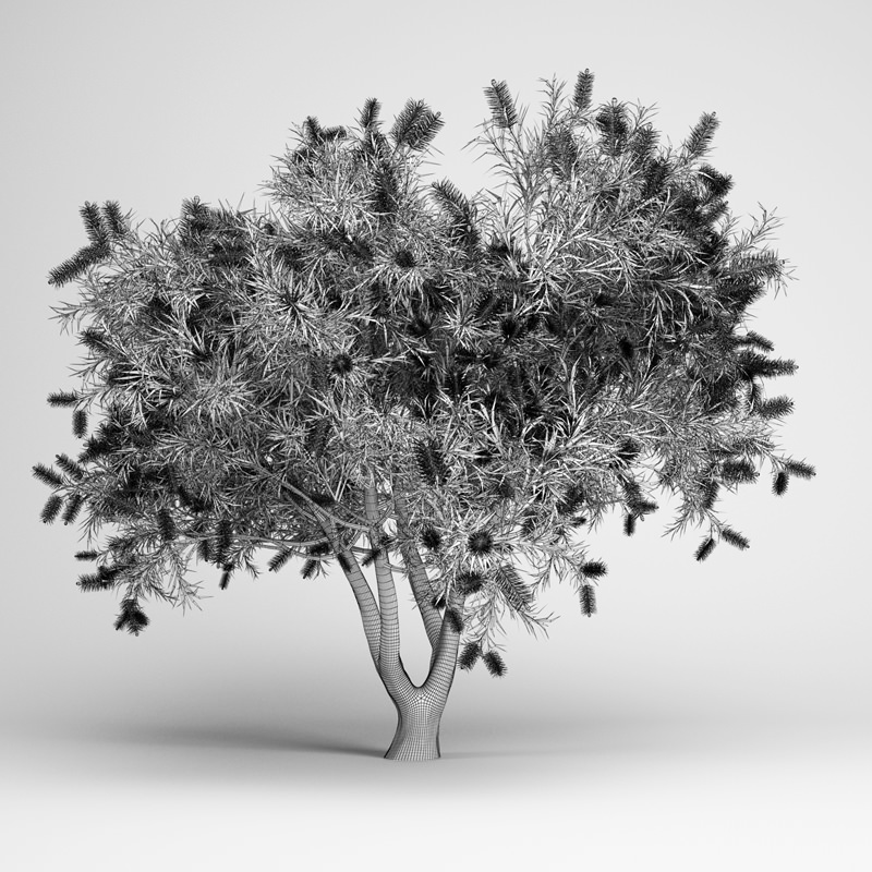 Bottlebrush Tree 3D model_1