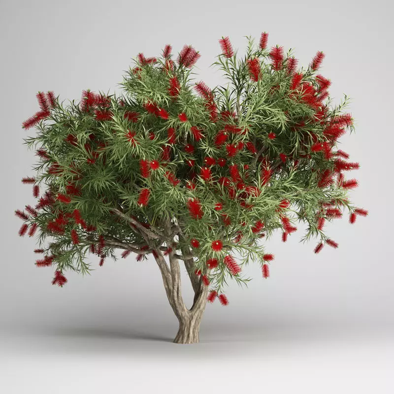 Bottlebrush Tree 3D model_0