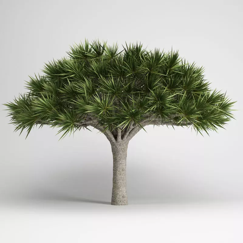 Canary Islands Dragon Tree 3D model