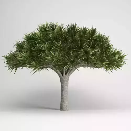 Canary Islands Dragon Tree 3D model