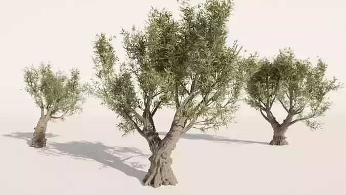 Set of realistic Olive Trees - 3 Trees -  Blender 3D model
