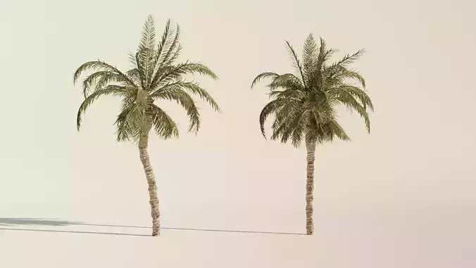 Set of realistic Palm Trees - 2 Trees - Blender  3D model